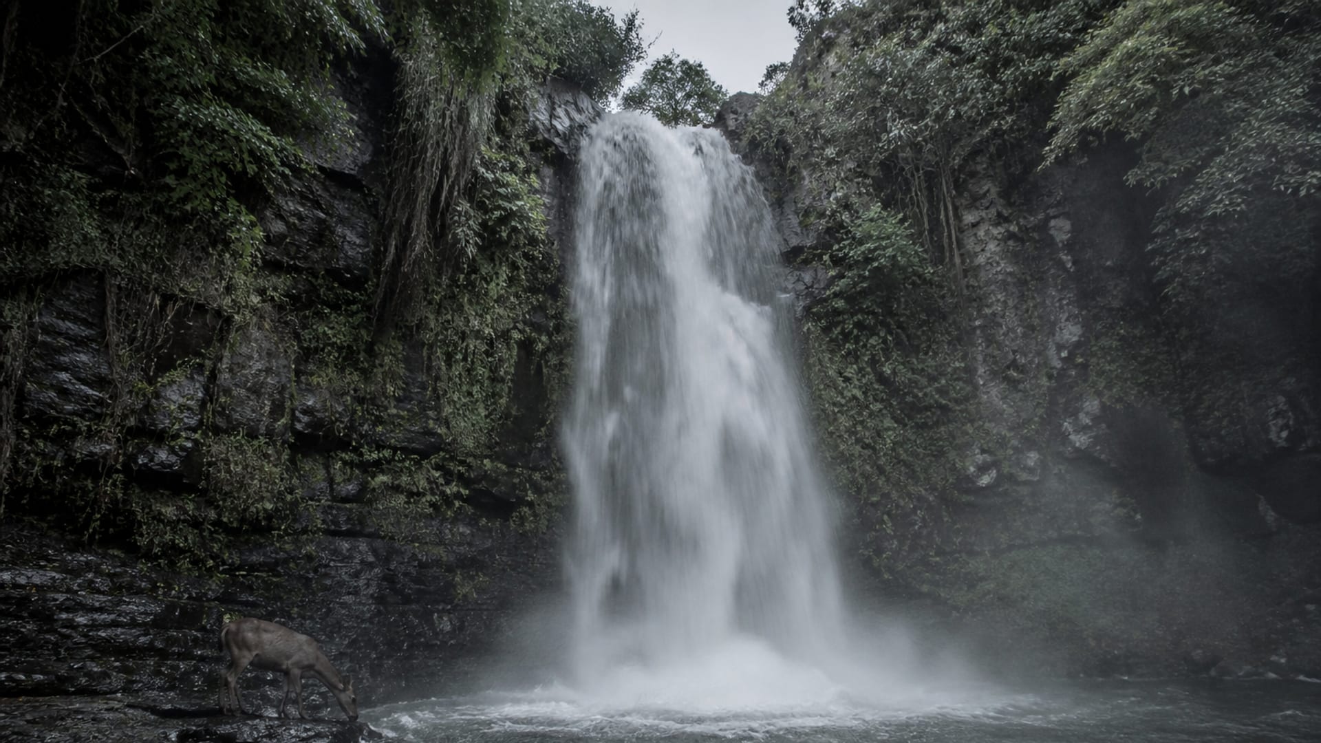 A narrow waterfall pouring over dark basalt into a churning pool in a green northern gorge, with a lone deer standing at the edge of the spray.