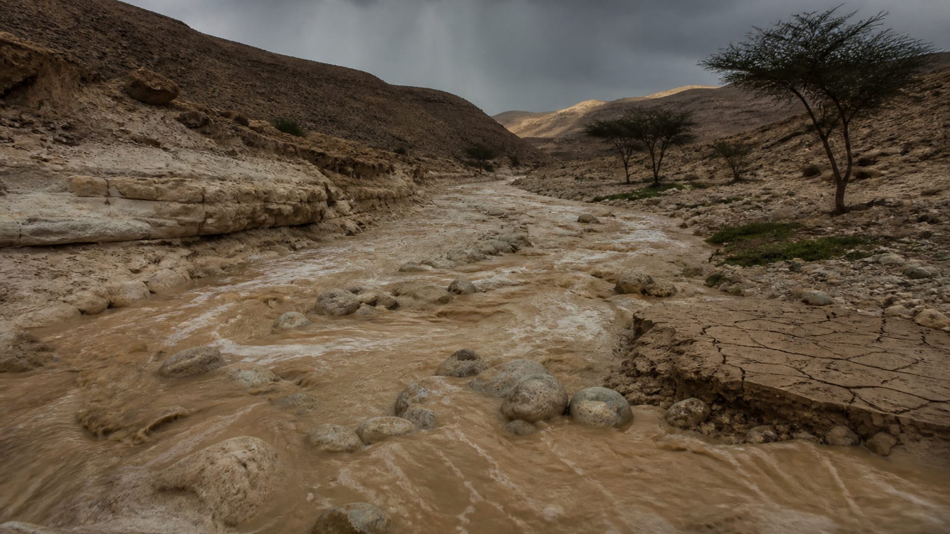 A dry, stony desert wadi in the southern hills under a heavy grey winter sky, with a fresh sheet of muddy brown water running down the channel between pale banks and a few low acacia trees.
