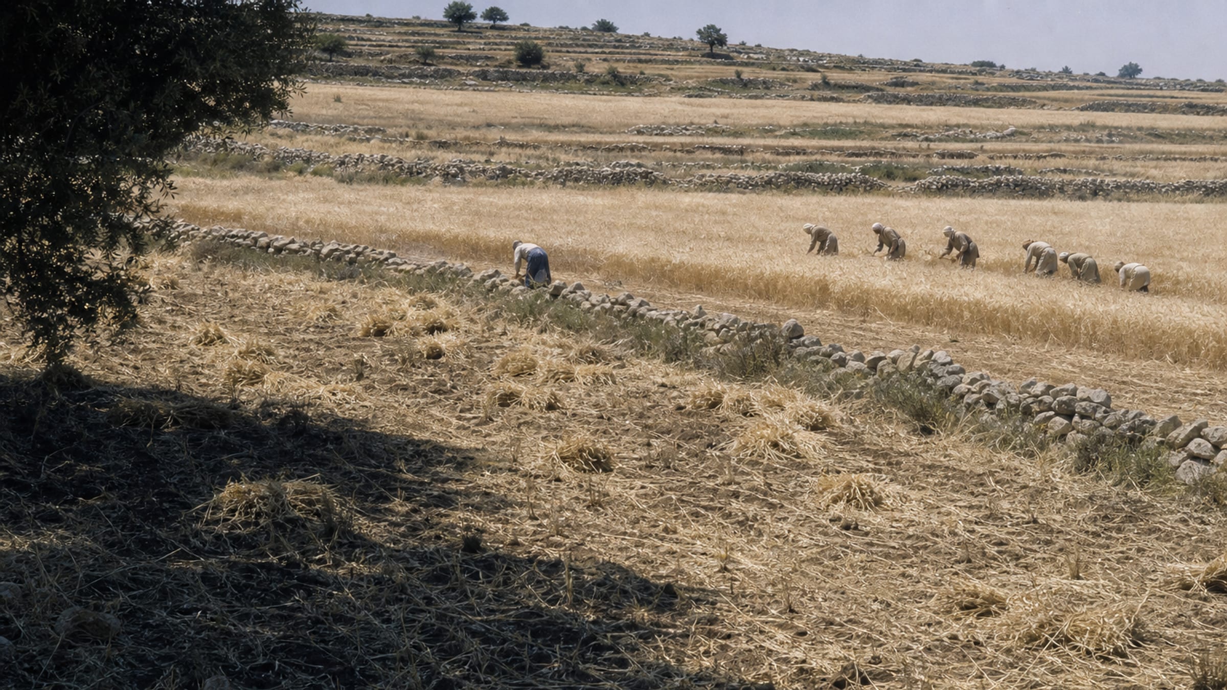 Reapers cutting barley with sickles in strip fields at mid-morning, a young woman gleaning alone behind them across a low stone boundary.